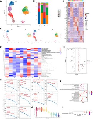 The single-cell atlas of the epididymis in mice reveals the changes in epididymis function before and after sexual maturity